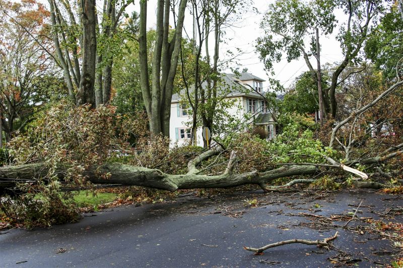 Fallen Tree Blocking Driveway
