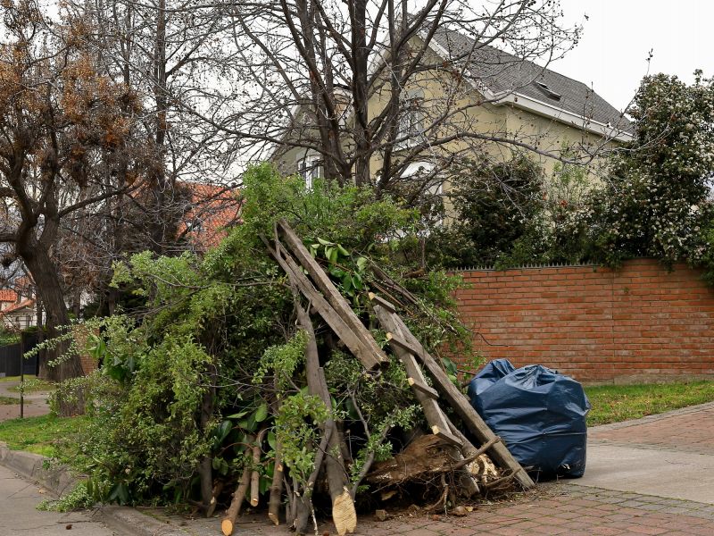 Storm Damage Tree Debris