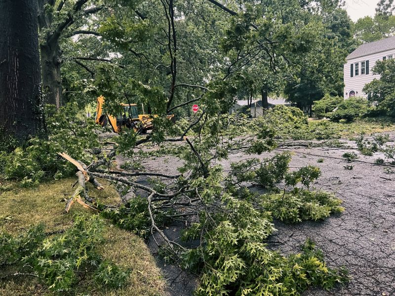 Fallen Tree on Road