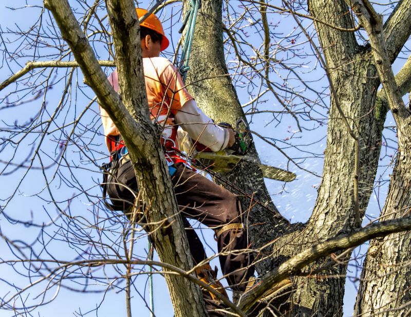 Tree Trimming Service detail