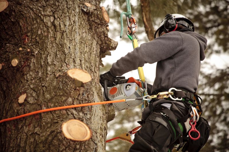 Professional Tree Trimming Tools