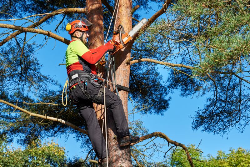 Climbing Tree Trimming