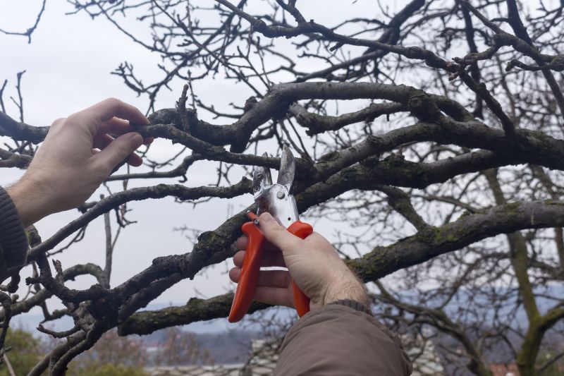 Pruning in Winter