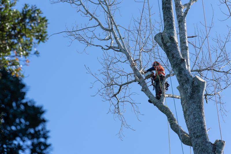 Tree Maintenance Teams