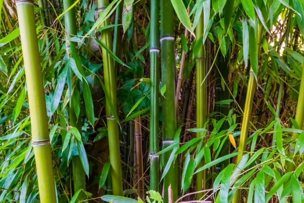 Bamboo Trimming in Gilroy