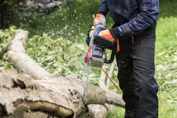 Branch Removal Service in Gilroy