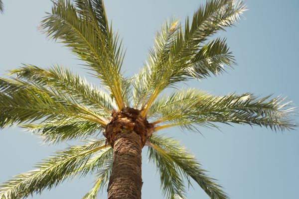 Palm Tree Pruning in Gilroy
