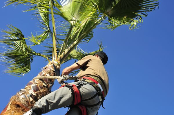 Palm Tree Trimming in Gilroy