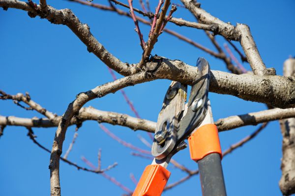 Residential Tree Service in Gilroy
