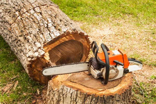 Tree Cutting Service in Gilroy