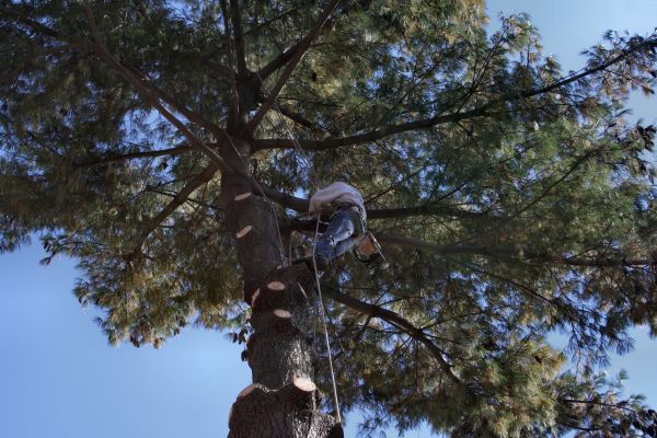Cost of Trimming Service in Gilroy