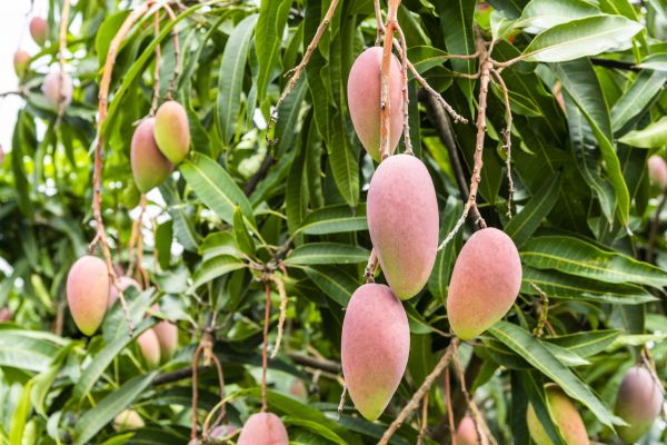 Mango Tree Trimming in Gilroy