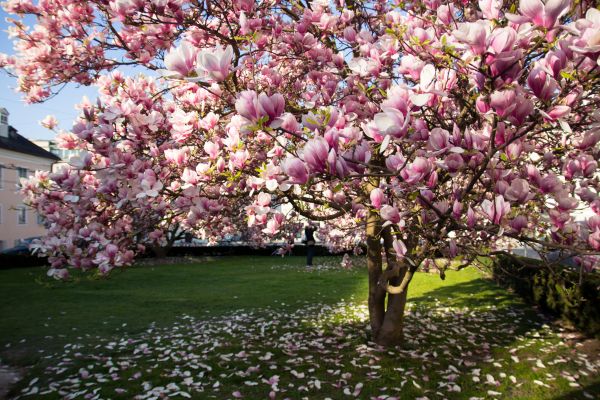 Cost of Ornamental Tree Pruning in Gilroy