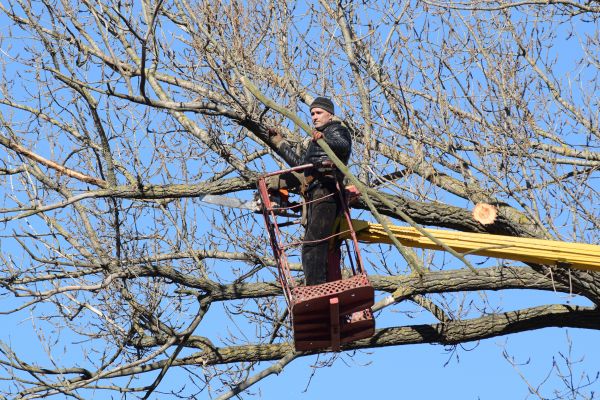 Cost of Emergency Tree Trimming in Gilroy