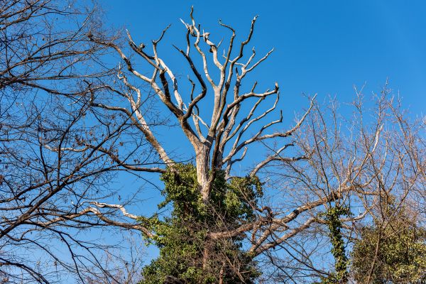 Cost of Deadwood Removal in Gilroy