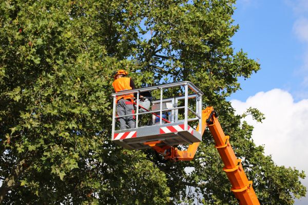 Commercial Tree Service in Gilroy