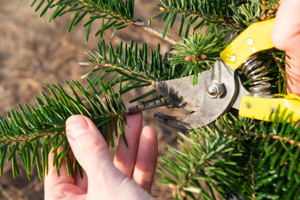 Pine Tree Pruning in Gilroy