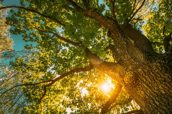 Oak Tree Pruning in Gilroy