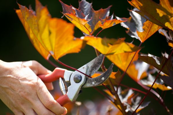 Maple Tree Pruning in Gilroy
