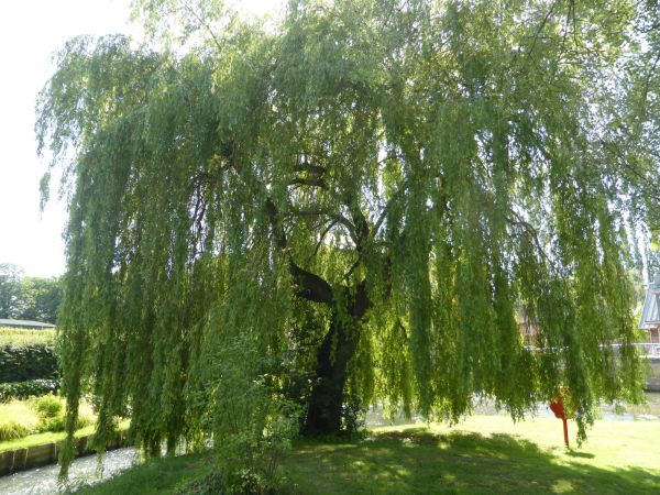 Willow Tree Trimming in Gilroy