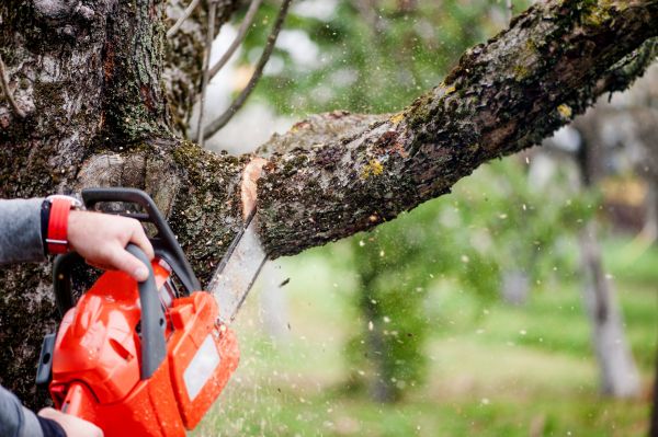 Tree Limbs Removal in Gilroy