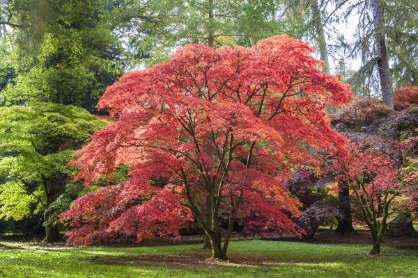Japanese Maple Pruning in Gilroy