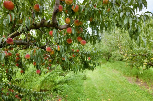 Peach Tree Pruning in Gilroy