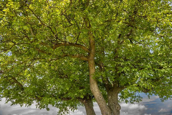Walnut Tree Trimming in Gilroy
