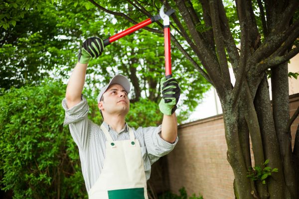 Cost of Tree Limb Pruning in Gilroy