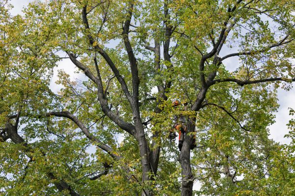Cost of Tree Crown Shaping in Gilroy