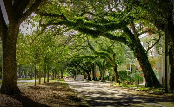 Cost of Tree Canopy Thinning in Gilroy
