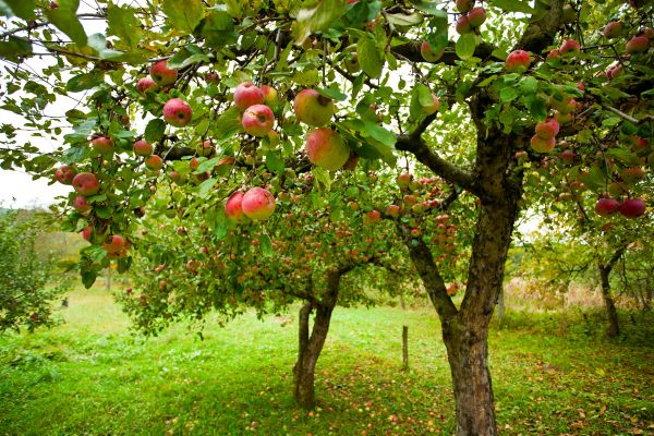 Cost of Apple Tree Pruning in Gilroy
