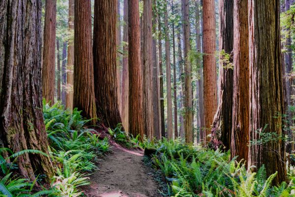 Cost of Redwood Tree Trimming in Gilroy