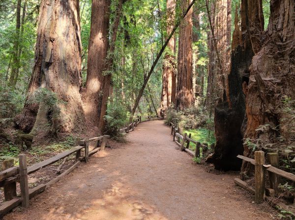 Redwood Tree Pruning in Gilroy
