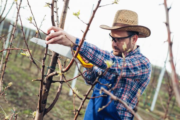 Cost of Orchard Tree Pruning in Gilroy