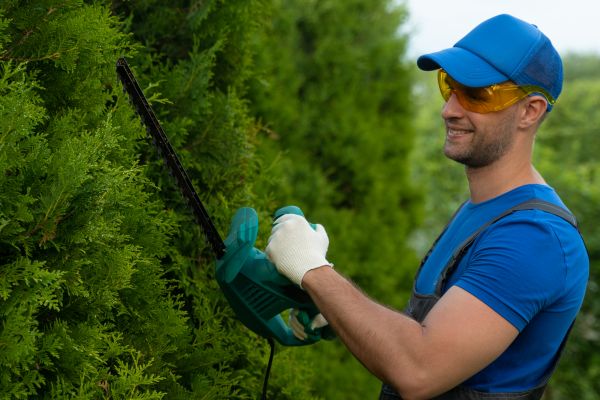 Cost of Tree Shaping Service in Gilroy