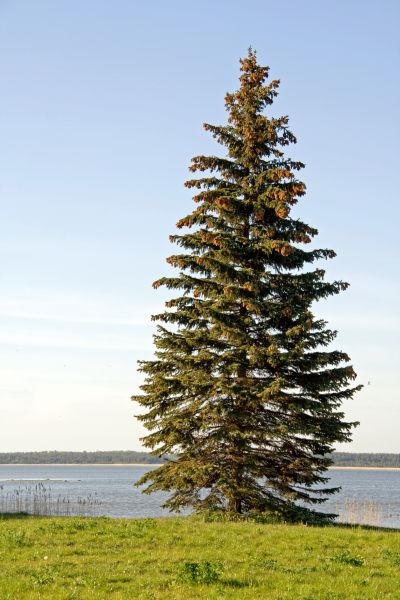 Spruce Tree Pruning in Gilroy