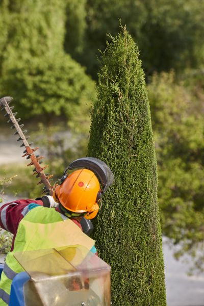 Cypress Tree Trimming in Gilroy