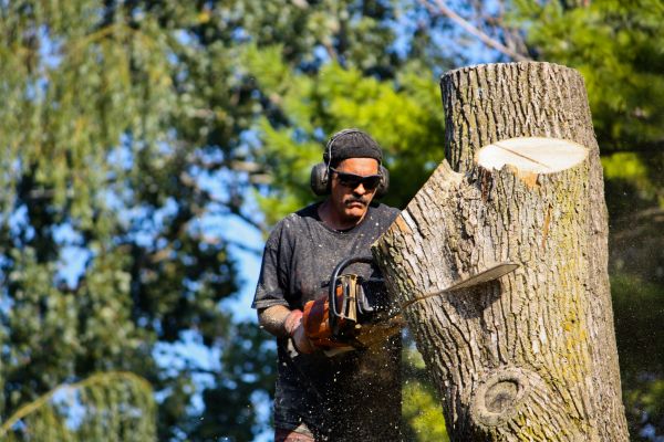 Ash Tree Pruning in Gilroy