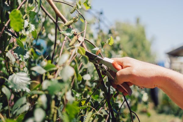 Birch Tree Pruning in Gilroy