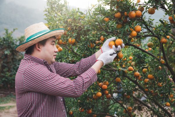 Orange Tree Pruning in Gilroy