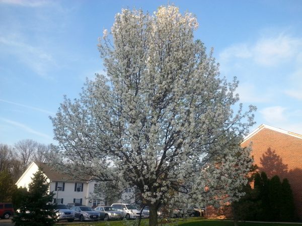 Bradford Pear Tree Pruning in Gilroy