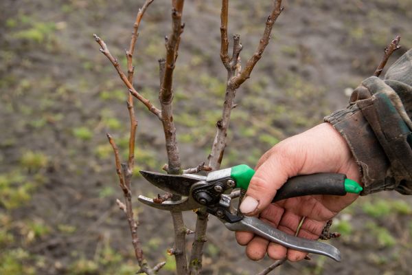 Pear Trees Pruning in Gilroy