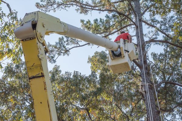Cost of Limbs Trimming in Gilroy