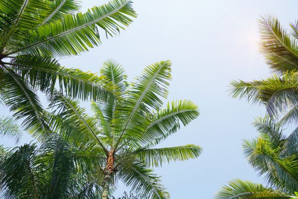 Cost of Queen Palm Tree Trimming in Gilroy