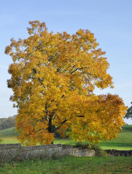 Cost of Hickory Tree Trimming in Gilroy