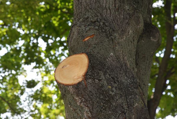 Cost of Limb Cutting in Gilroy