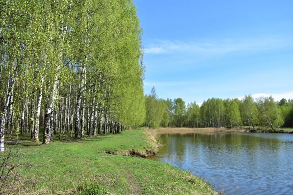 River Birch Pruning in Gilroy