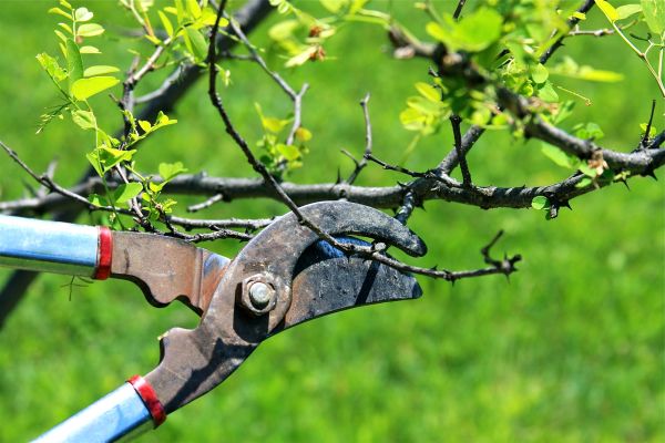 Cost of Branches Pruning in Gilroy