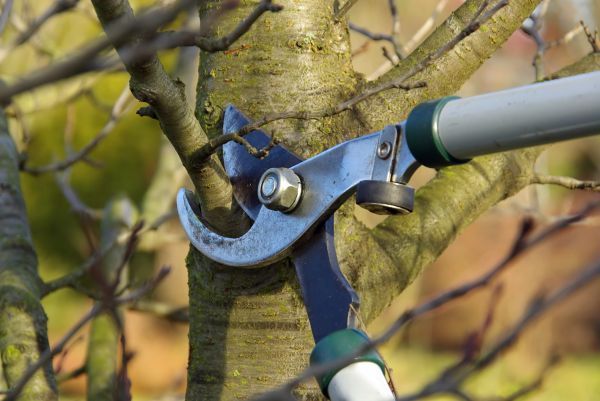 Cost of Tree Limb Trimming Service in Gilroy